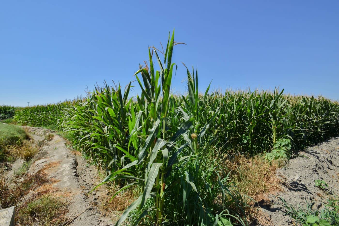 Finca/Casa di Campagna in vendita in Belicena - 32.500 € (Rif: 7043489)