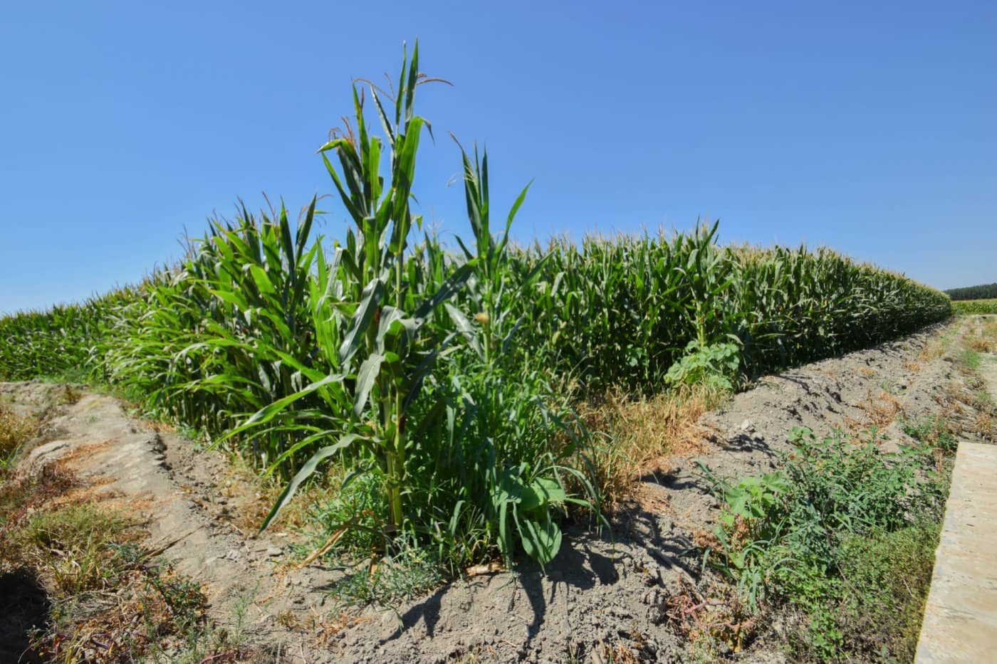 Finca/Casa di Campagna in vendita in Belicena - 32.500 € (Rif: 7043489)