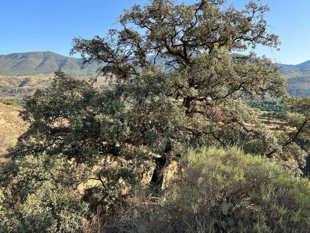 Finca/Maison de Campagne à vendre à El Valle - 19 000 € (Ref: 7336140)