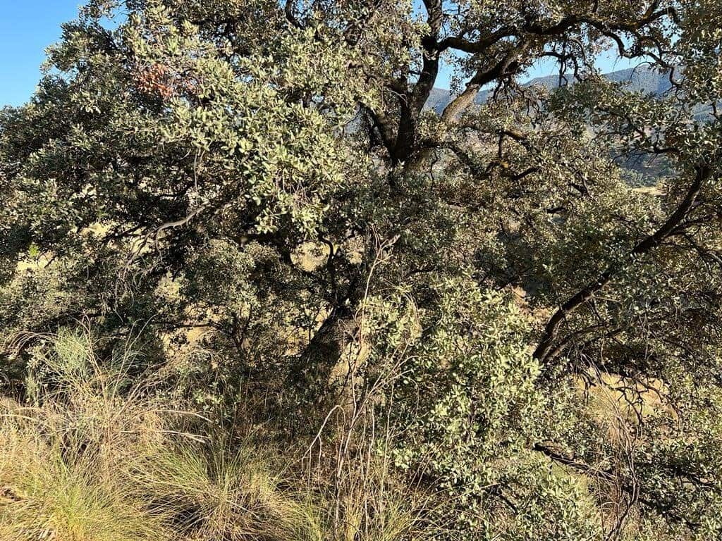 Finca/Maison de Campagne à vendre à El Valle - 19 000 € (Ref: 7336140)