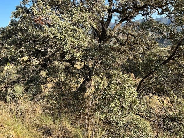 Finca/Landehus til salg i El Valle - € 19.000 (Ref: 7336140)