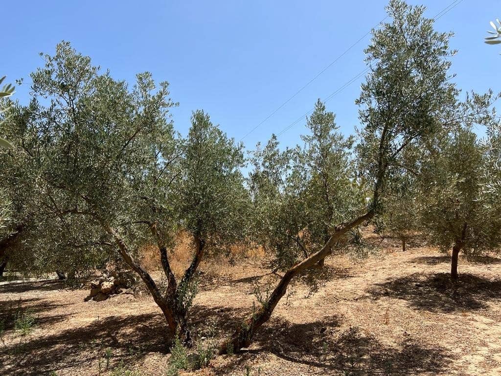 Finca/Maison de Campagne à vendre à Cozvijar - 19 000 € (Ref: 7365137)