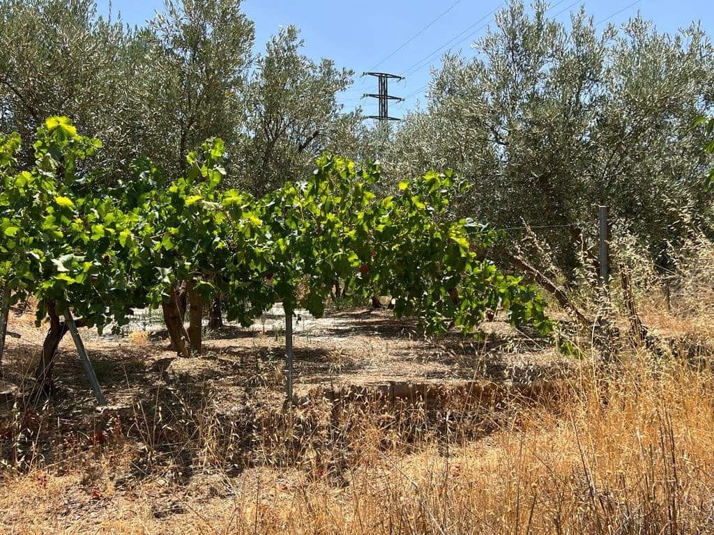 Finca/Maison de Campagne à vendre à Cozvijar - 19 000 € (Ref: 7365137)