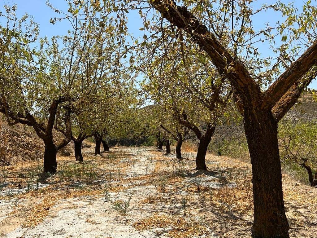 Finca/Maison de Campagne à vendre à Cozvijar - 19 000 € (Ref: 7365137)