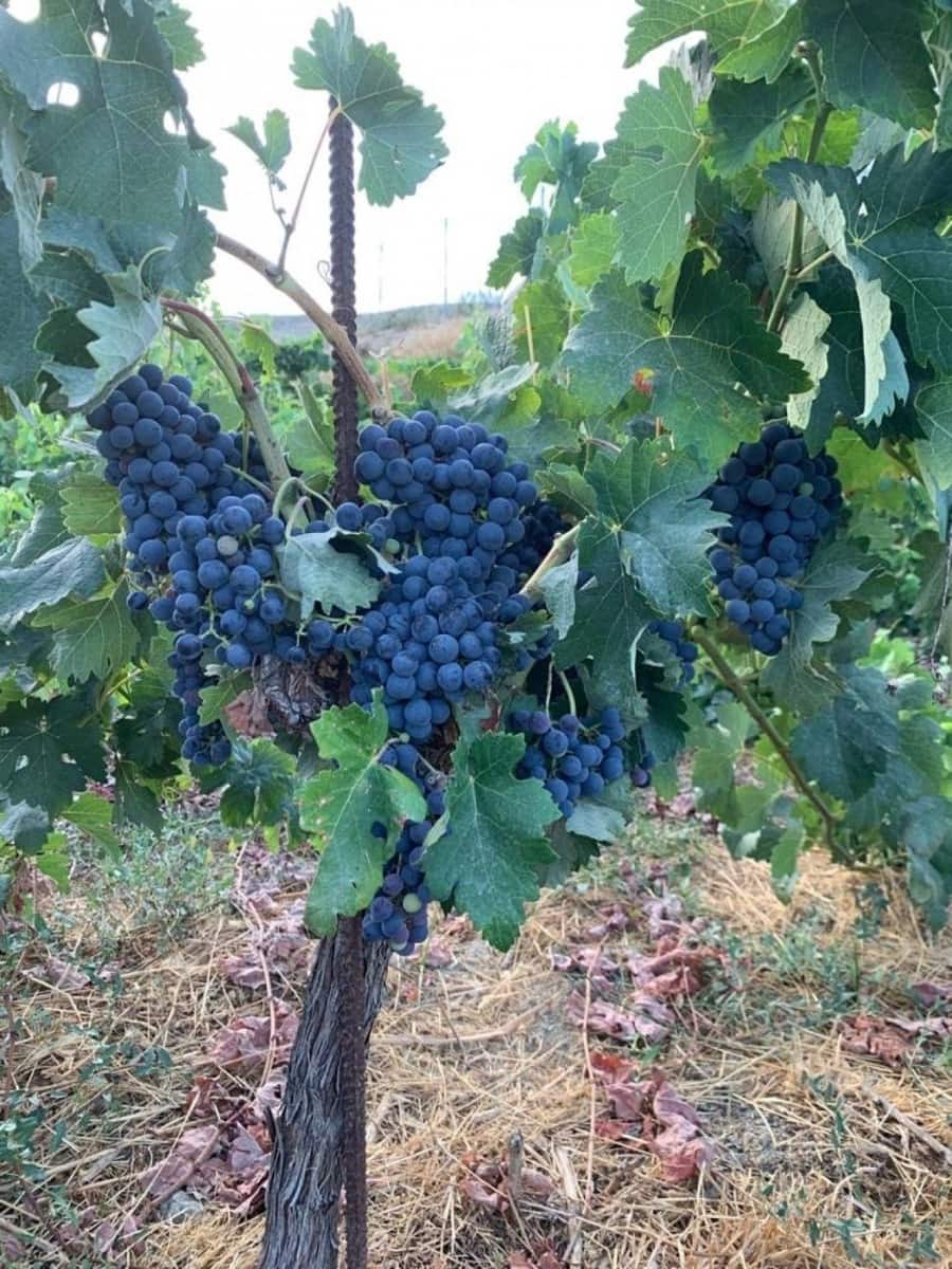 Finca/Maison de Campagne à vendre à El Valle - 53 900 € (Ref: 7365159)