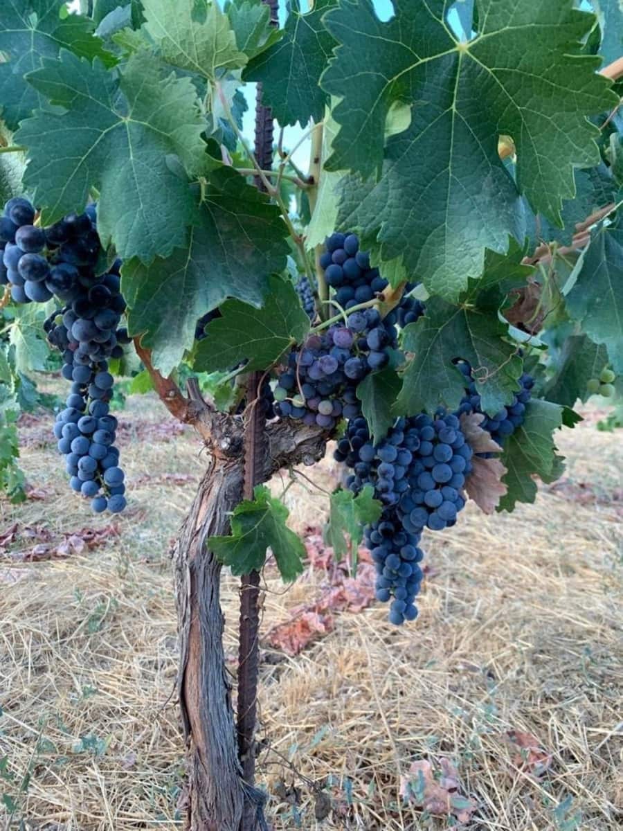 Finca/Maison de Campagne à vendre à El Valle - 53 900 € (Ref: 7365159)