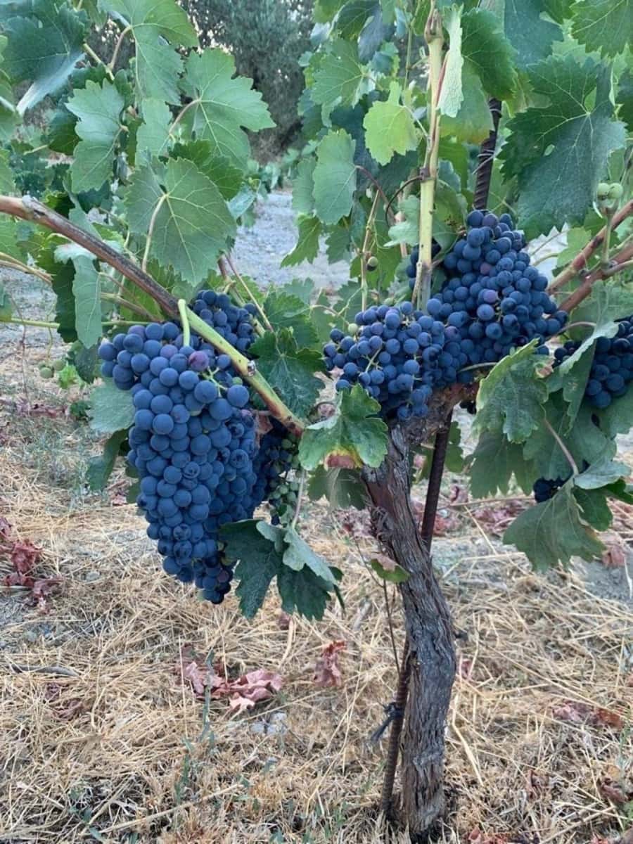 Finca/Maison de Campagne à vendre à El Valle - 53 900 € (Ref: 7365159)