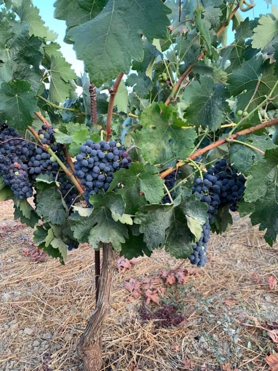 Finca/Maison de Campagne à vendre à El Valle - 53 900 € (Ref: 7365159)