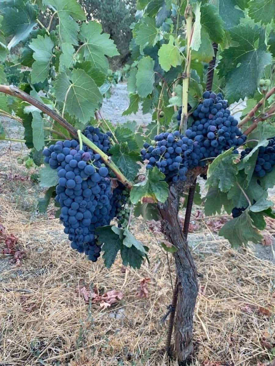 Finca/Maison de Campagne à vendre à El Valle - 53 900 € (Ref: 7365159)