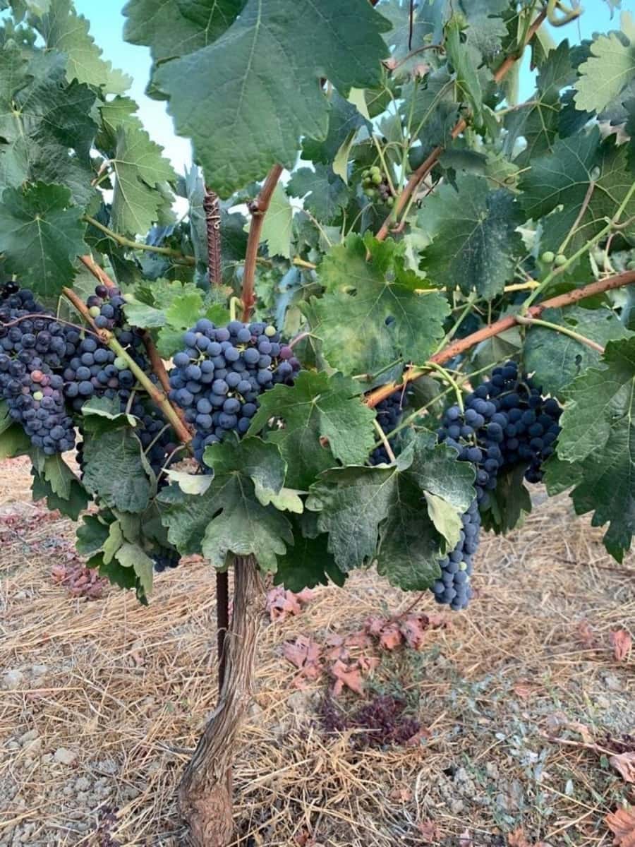 Finca/Maison de Campagne à vendre à El Valle - 53 900 € (Ref: 7365159)