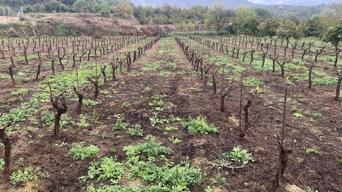 Finca/Maison de Campagne à vendre à El Valle - 53 900 € (Ref: 7365159)