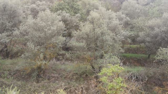 Finca/Landehus til salg i El Valle - € 30.999 (Ref: 7365162)