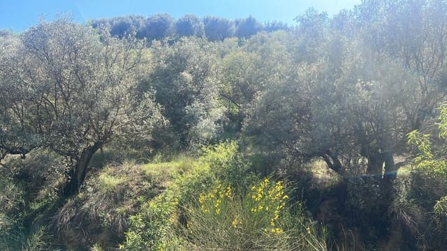 Finca/Landehus til salg i El Valle - € 30.999 (Ref: 7365162)