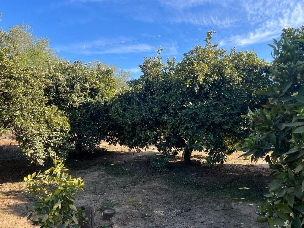 Działka budowlana na sprzedaż w El Valle - 42 000 € (Ref: 7365165)