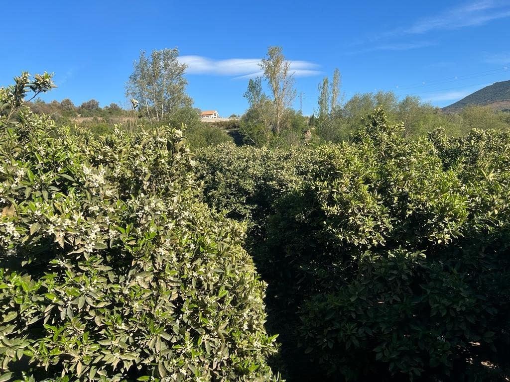 Działka budowlana na sprzedaż w El Valle - 42 000 € (Ref: 7365165)