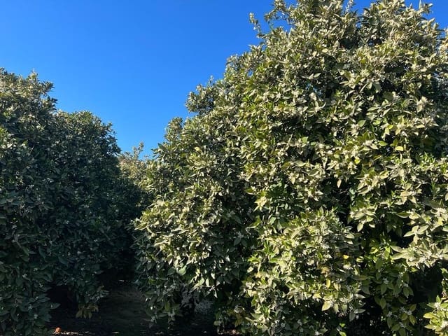 Działka budowlana na sprzedaż w El Valle - 42 000 € (Ref: 7365165)