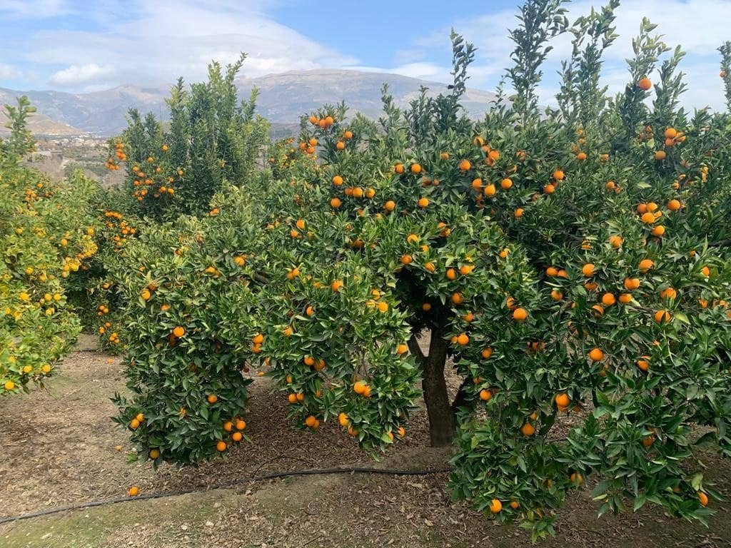 Finca/Herregård til salgs i Lecrin - € 56 000 (Ref: 7367243)