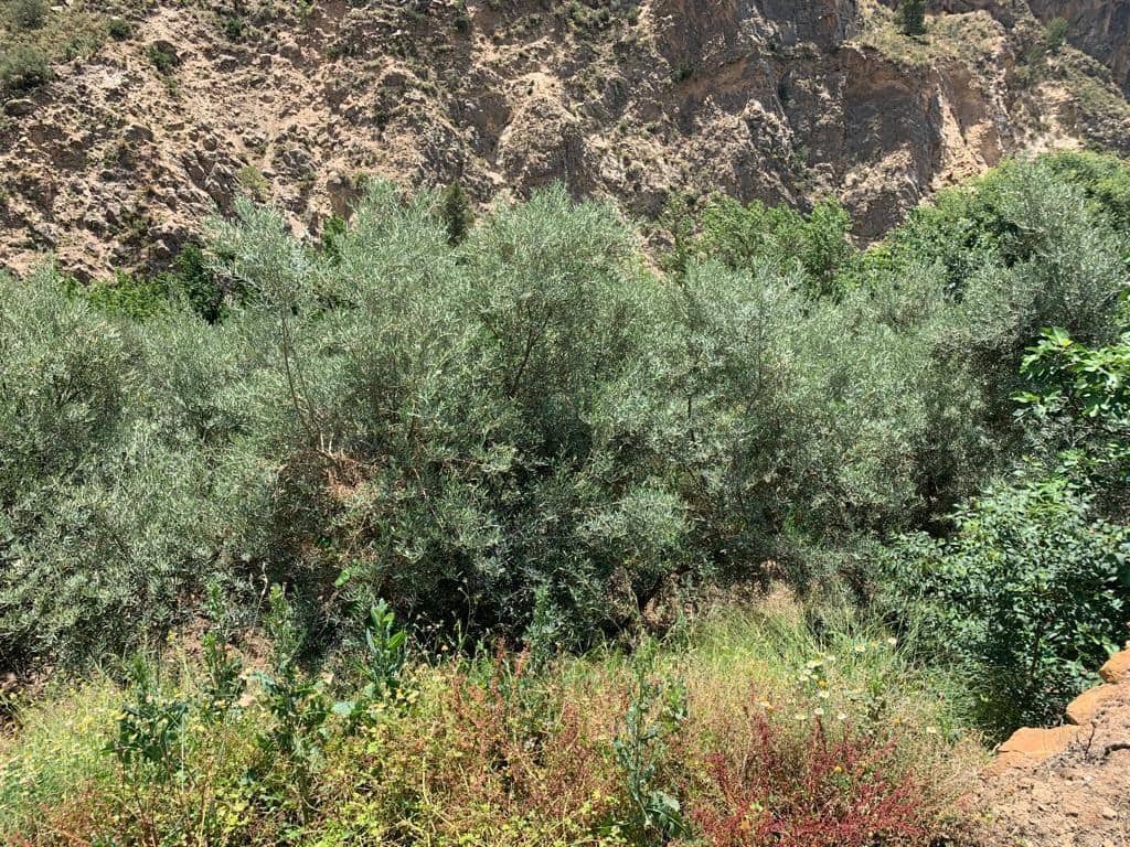 Ubebygd land til salgs i Lanjaron - € 79 900 (Ref: 7641153)