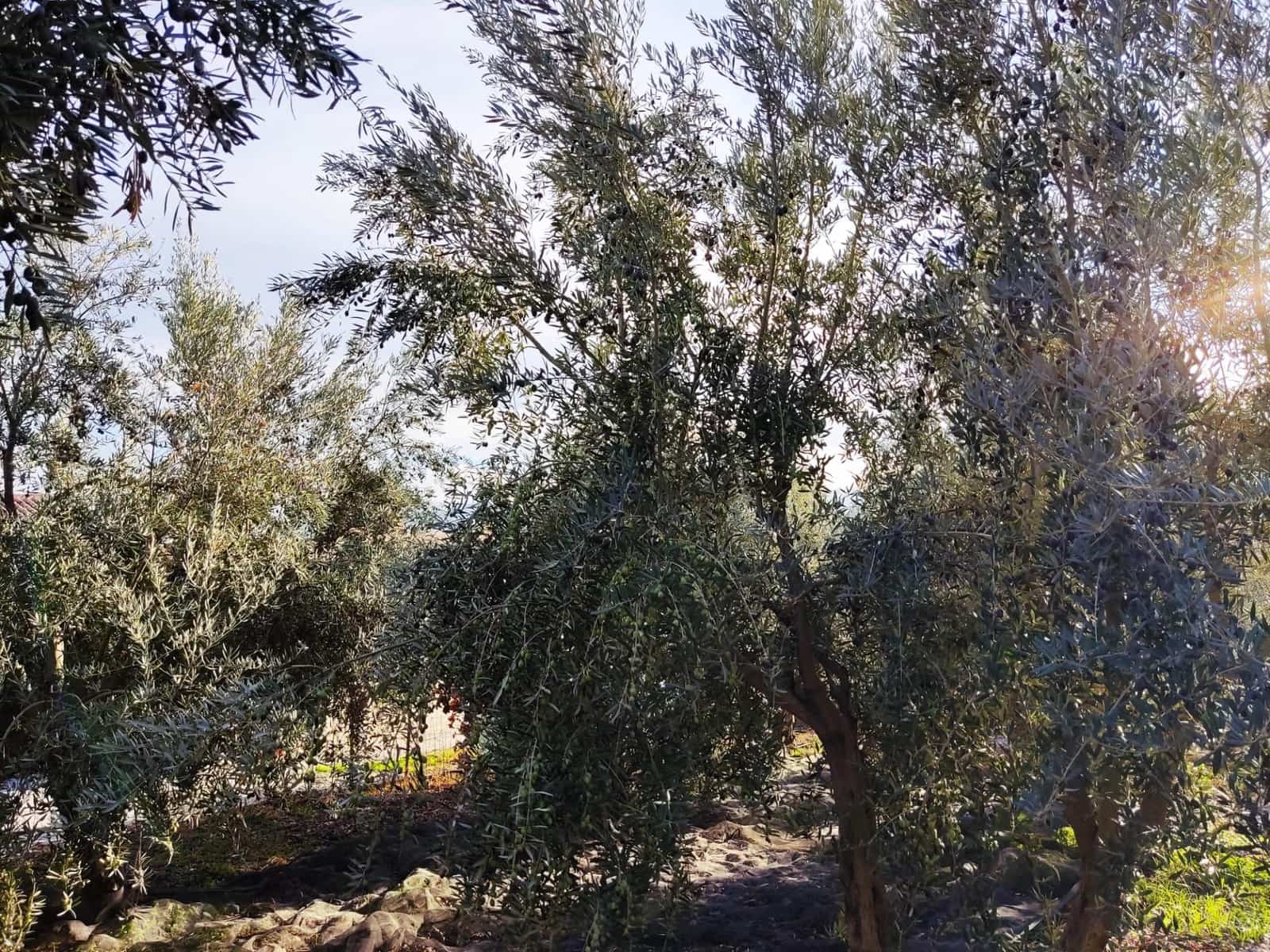 Grunde uden byggetilladelser til salg i Padul - € 250.000 (Ref: 7957731)