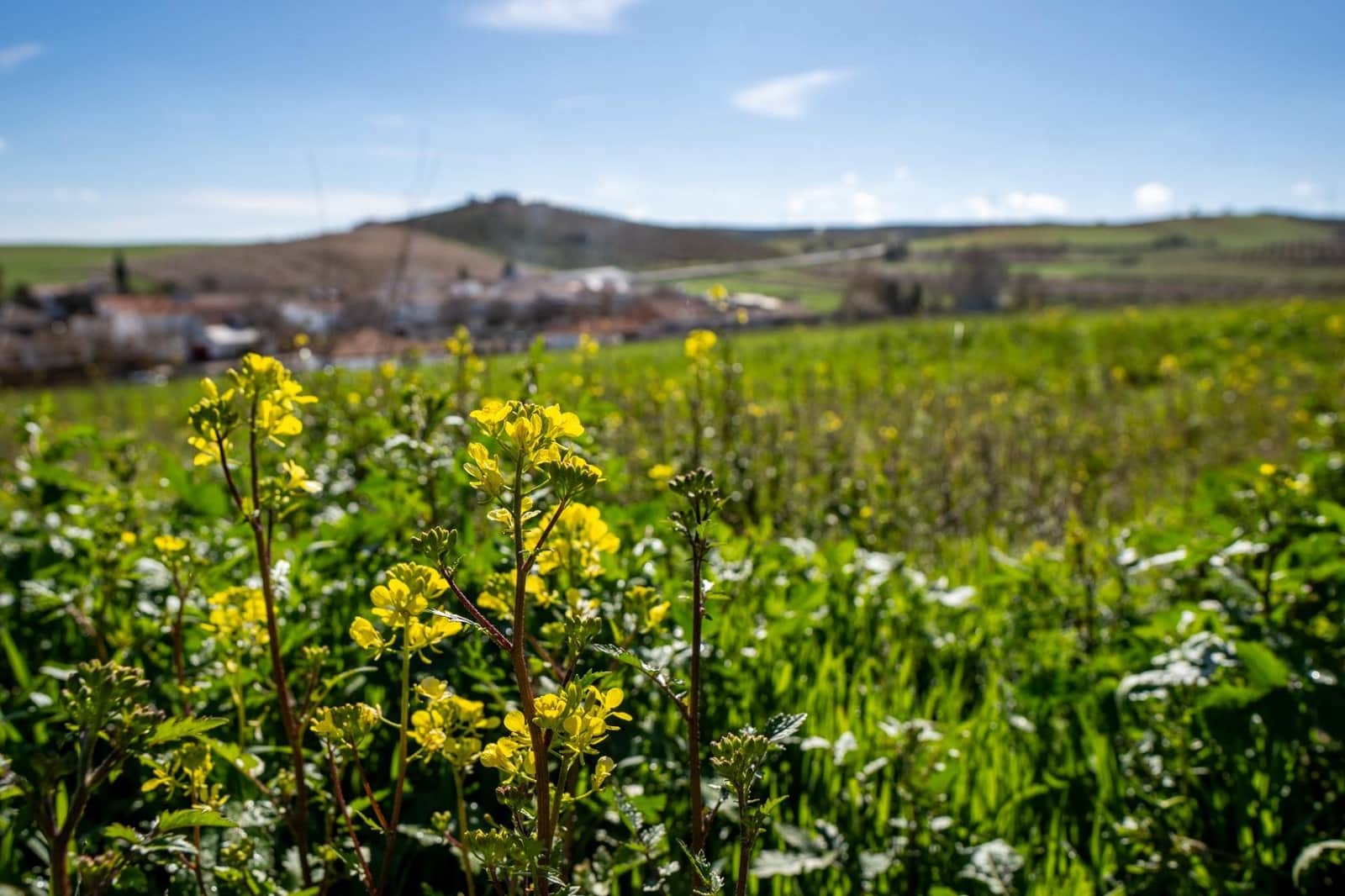 Byggetomt til salgs i Guadahortuna - € 98 000 (Ref: 8174723)