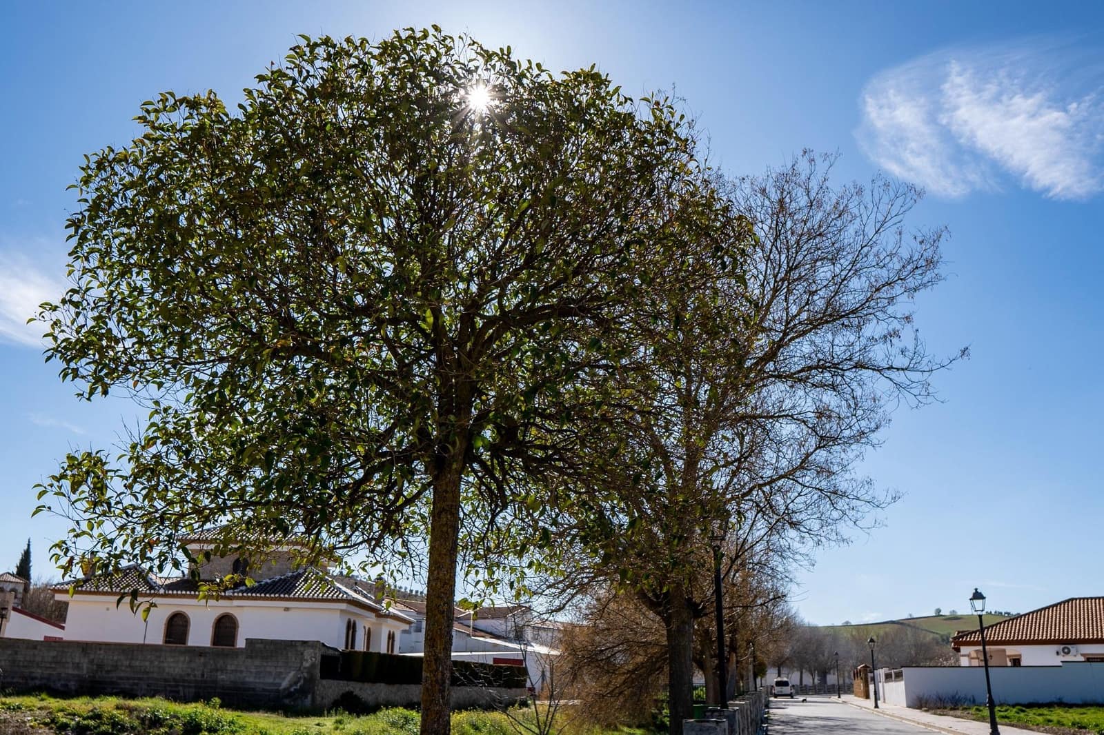 Byggetomt til salgs i Guadahortuna - € 98 000 (Ref: 8174723)