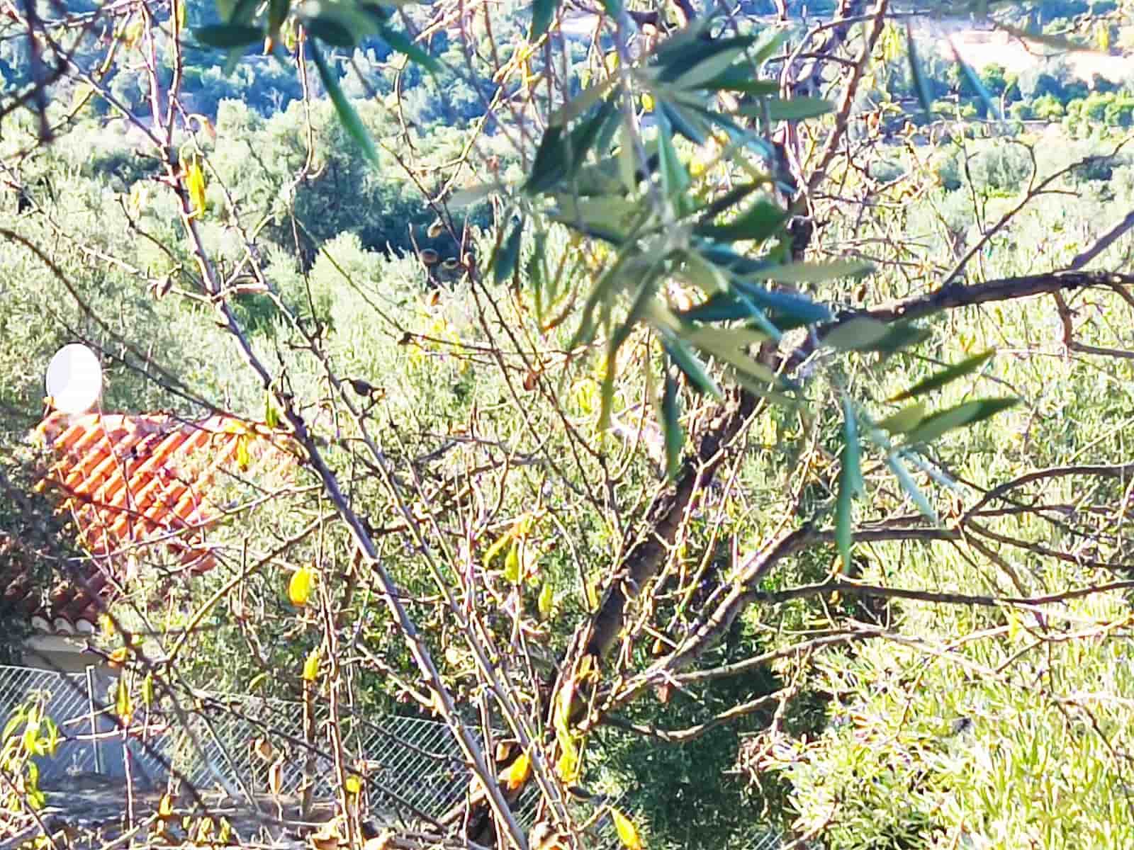 Grunde uden byggetilladelser til salg i Saleres - € 98.000 (Ref: 8615356)