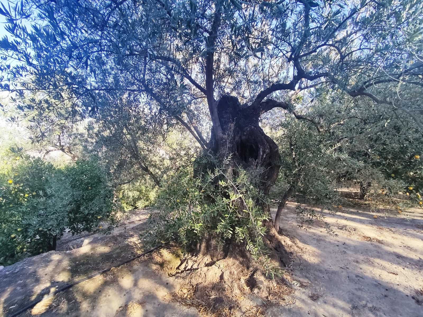 Grunde uden byggetilladelser til salg i Saleres - € 98.000 (Ref: 8615356)