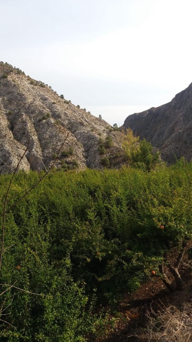 Grunde uden byggetilladelser til salg i Conchar - € 22.900 (Ref: 8818037)