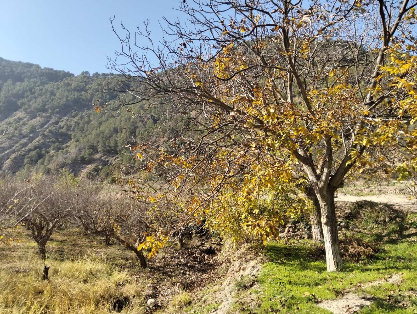 Grunde uden byggetilladelser til salg i Conchar - € 22.900 (Ref: 8818037)