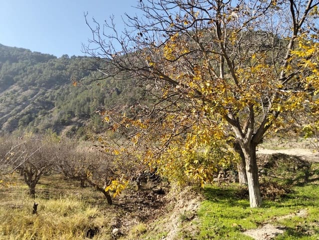 Undeveloped Land for sale in Conchar, Villamena - € 22,900 (Ref: 8818037)