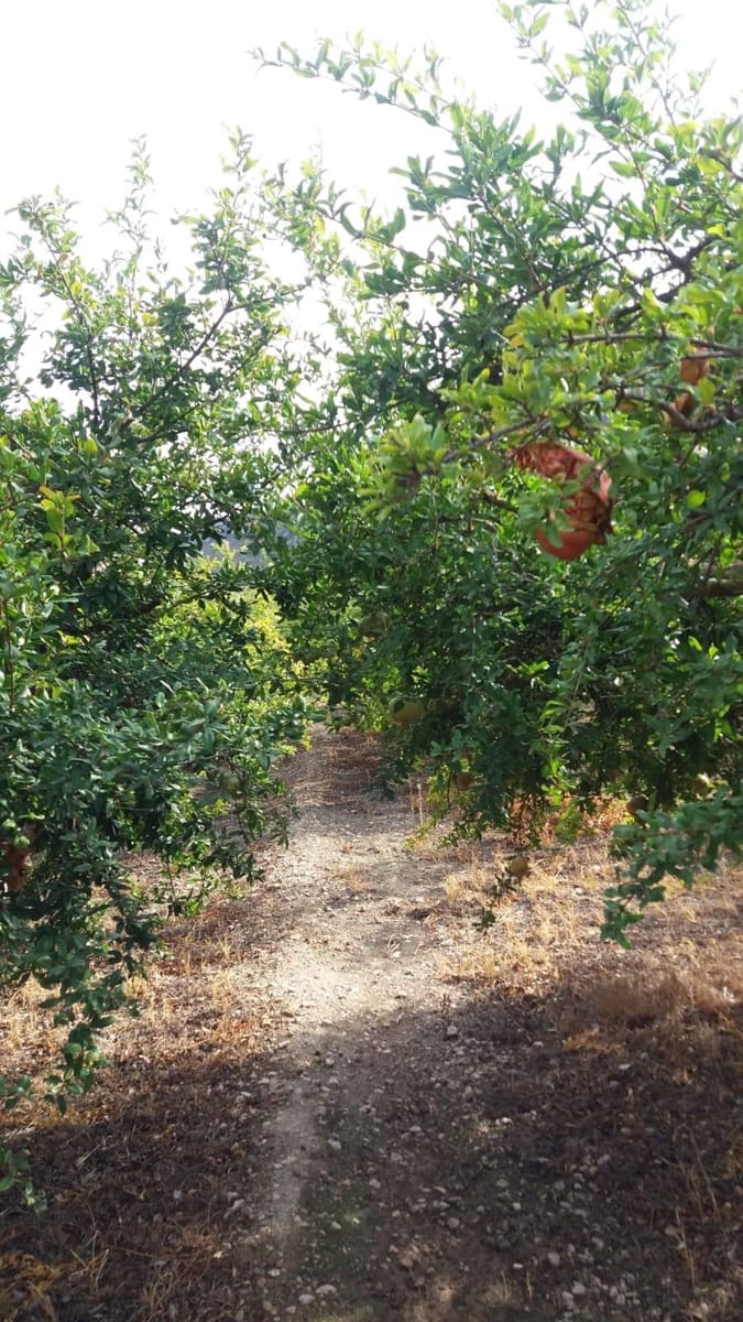 Grunde uden byggetilladelser til salg i Conchar - € 22.900 (Ref: 8818037)