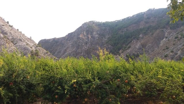 Undeveloped Land for sale in Conchar, Villamena - € 22,900 (Ref: 8818037)