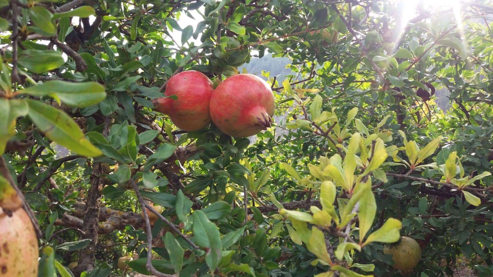 Grunde uden byggetilladelser til salg i Conchar - € 22.900 (Ref: 8818037)