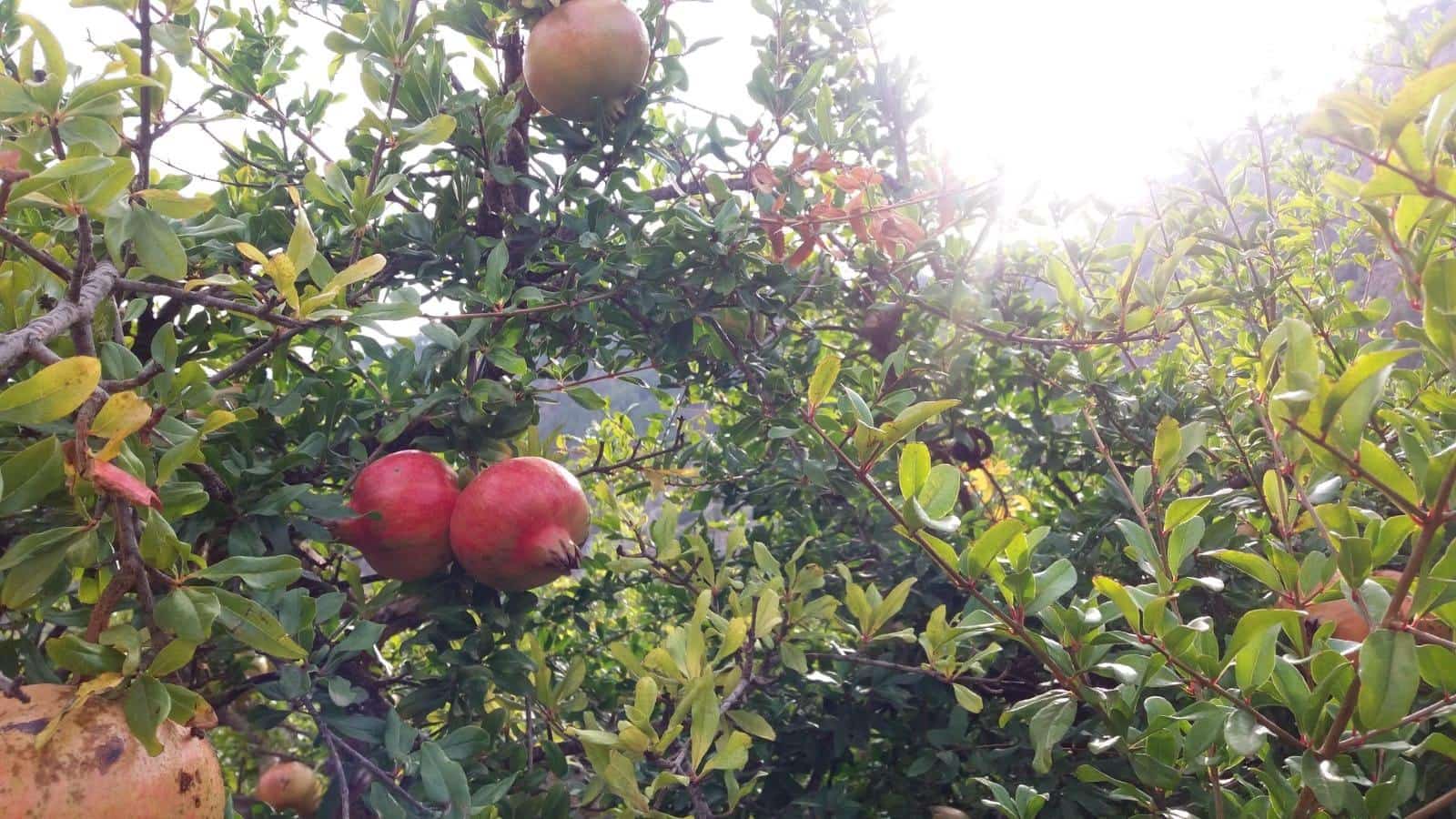 Grunde uden byggetilladelser til salg i Conchar - € 22.900 (Ref: 8818037)