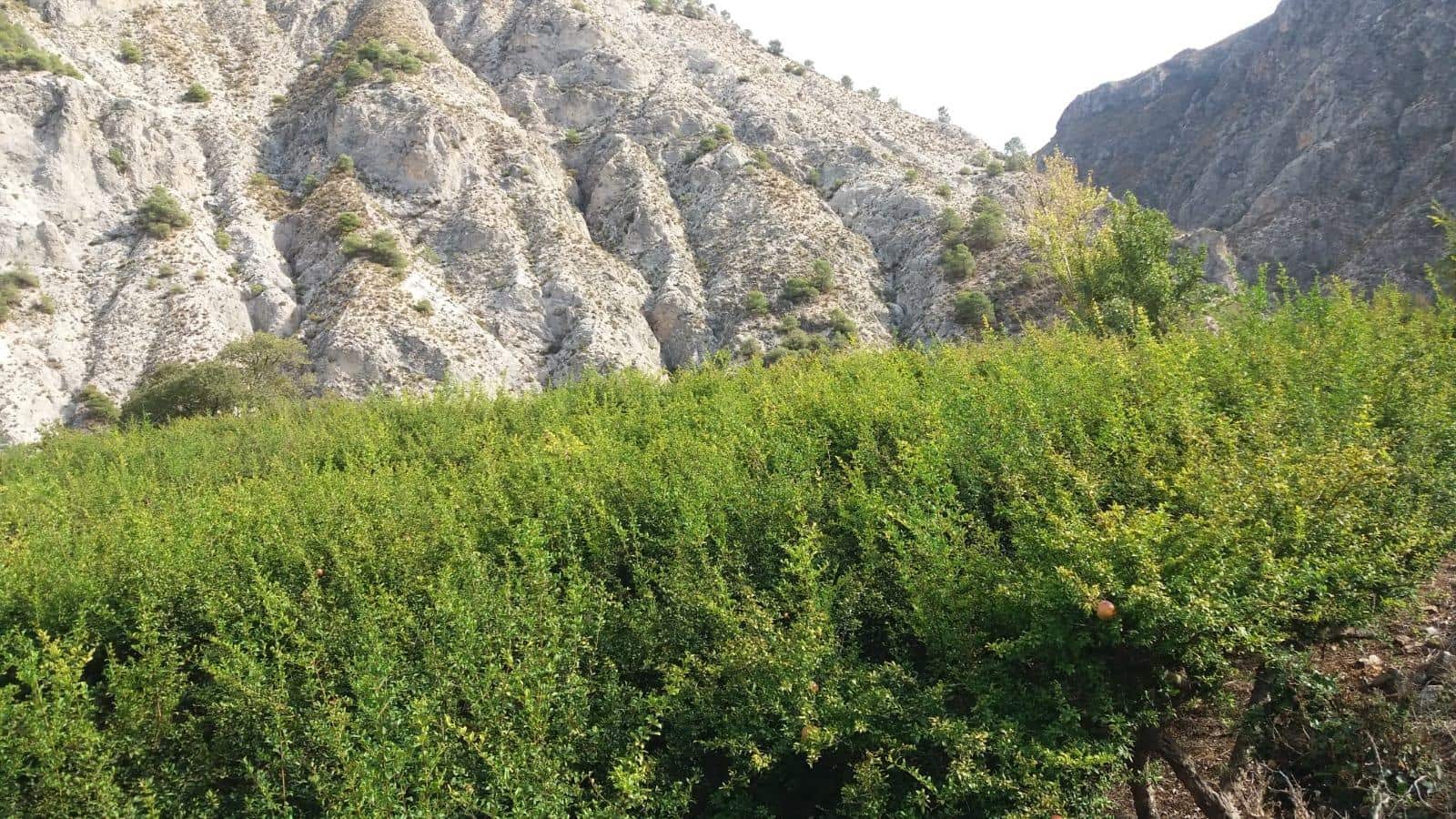 Grunde uden byggetilladelser til salg i Conchar - € 22.900 (Ref: 8818037)