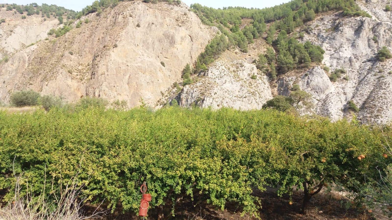 Grunde uden byggetilladelser til salg i Conchar - € 22.900 (Ref: 8818037)