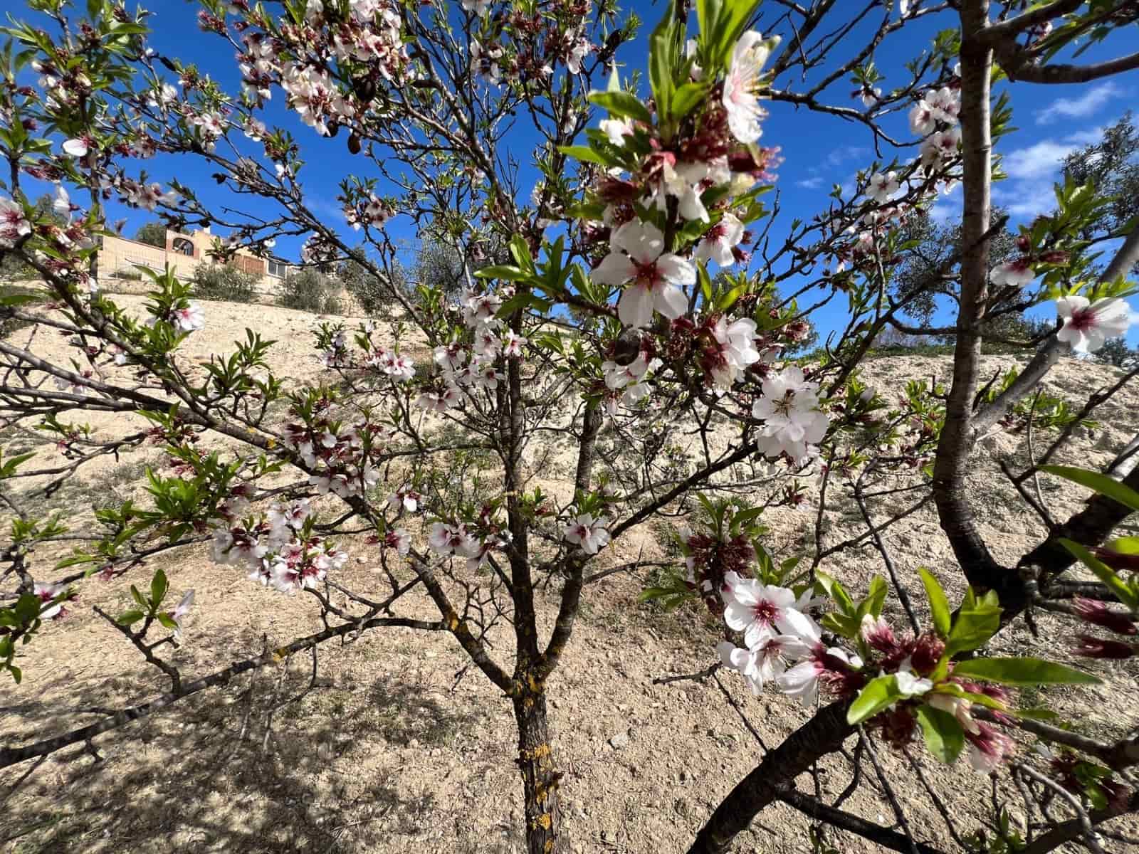 Area Edificabile in vendita in Alhendin - 48.000 € (Rif: 8874848)