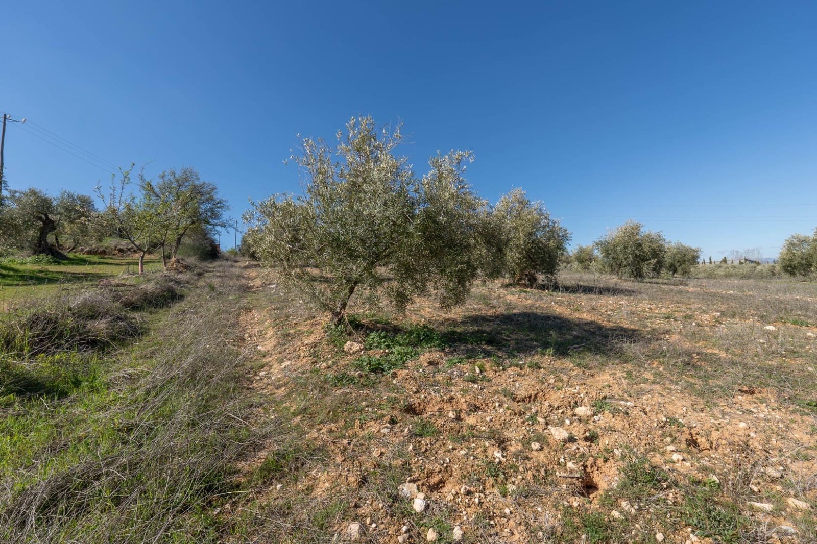 Grunde uden byggetilladelser til salg i Cogollos Vega - € 60.000 (Ref: 8893295)