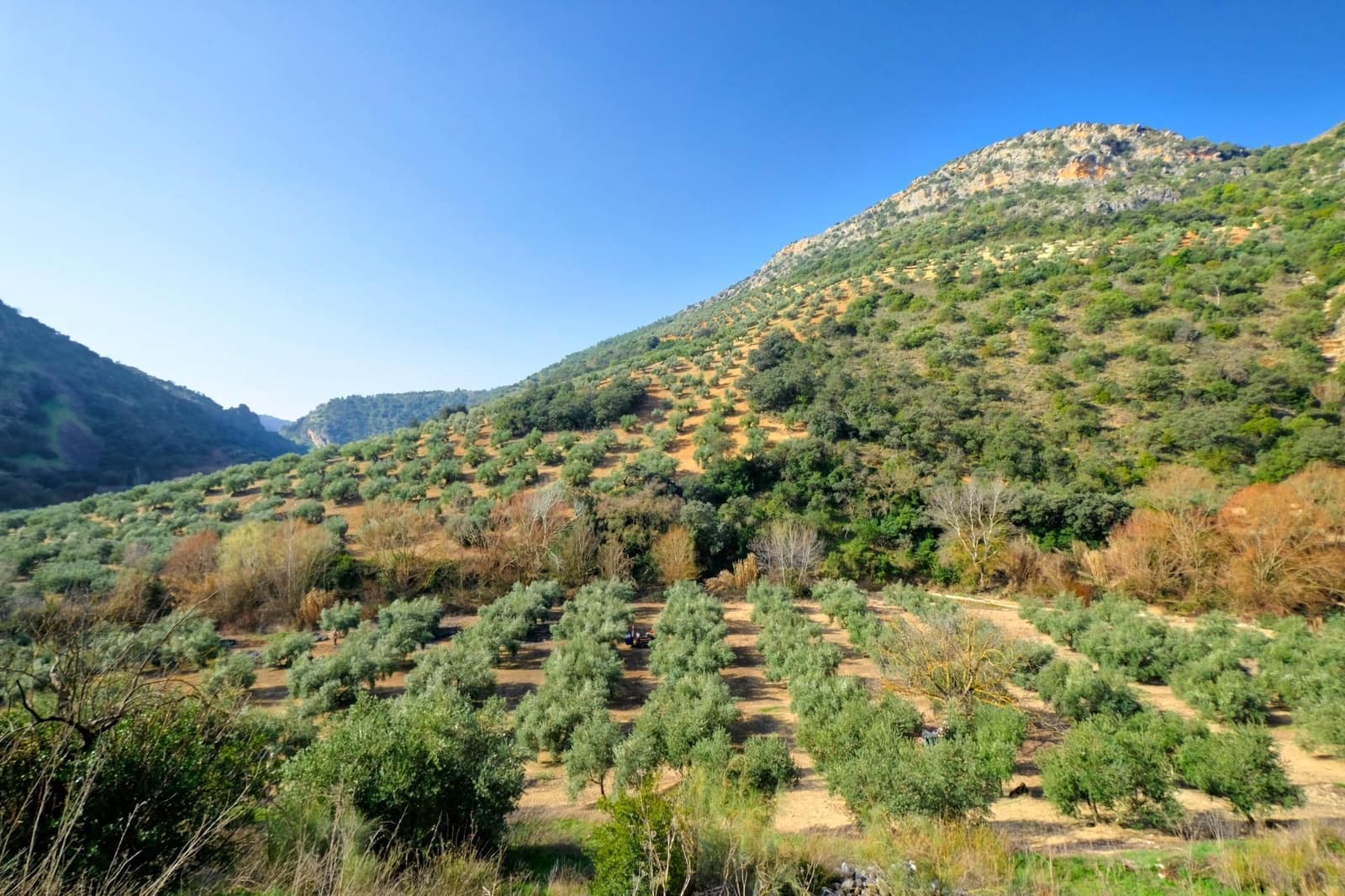 Finca/Landehus til salg i Algarinejo - € 290.000 (Ref: 8900094)
