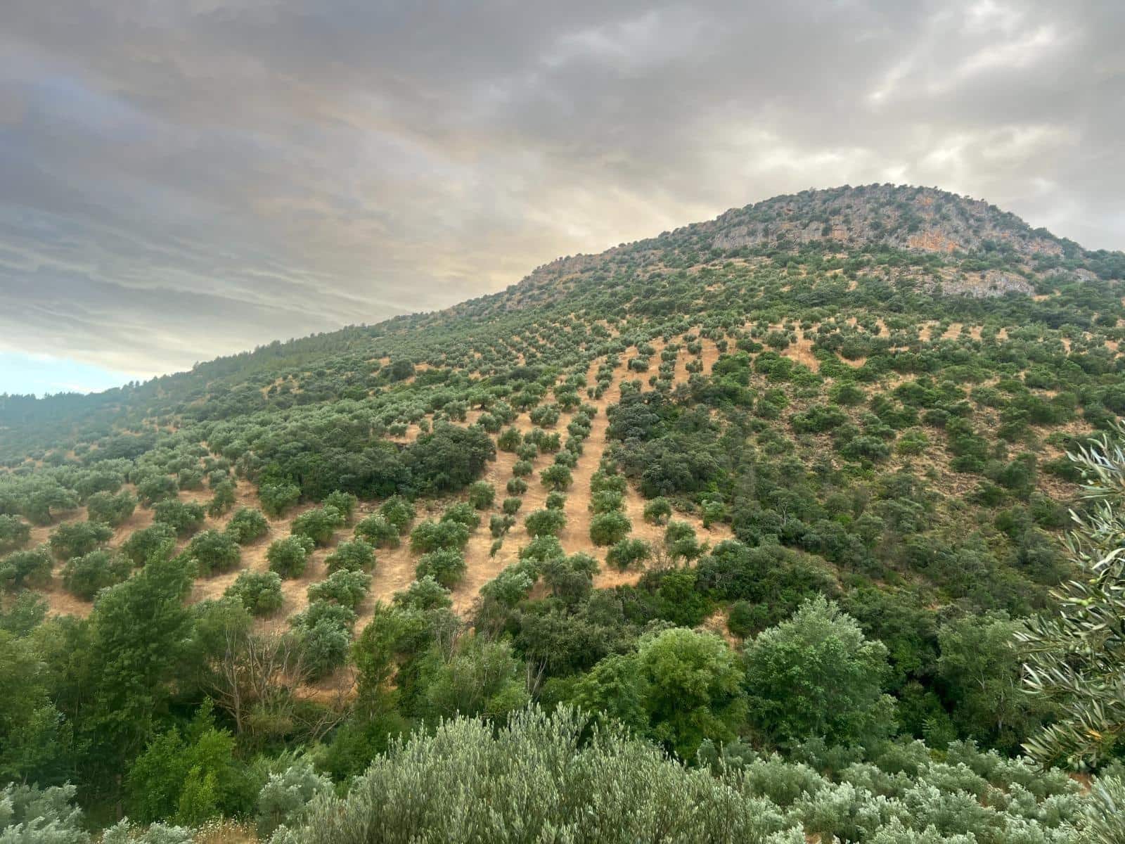 Finca/Landehus til salg i Algarinejo - € 290.000 (Ref: 8900094)