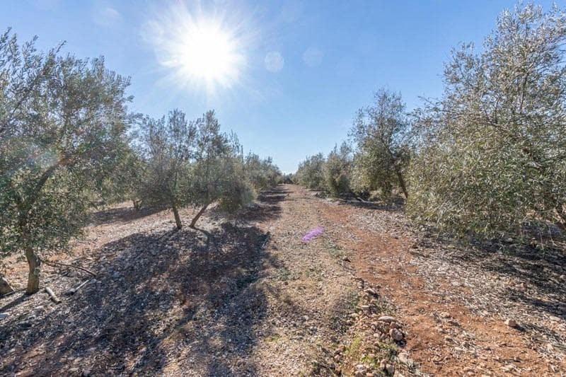 Finca/Casa di Campagna in vendita in Cogollos Vega - 55.000 € (Rif: 8917917)