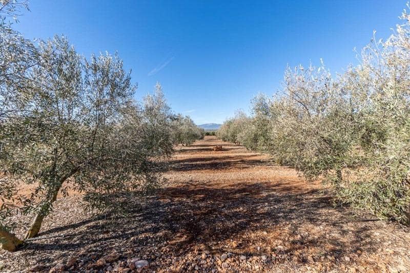Finca/Casa di Campagna in vendita in Cogollos Vega - 55.000 € (Rif: 8917917)