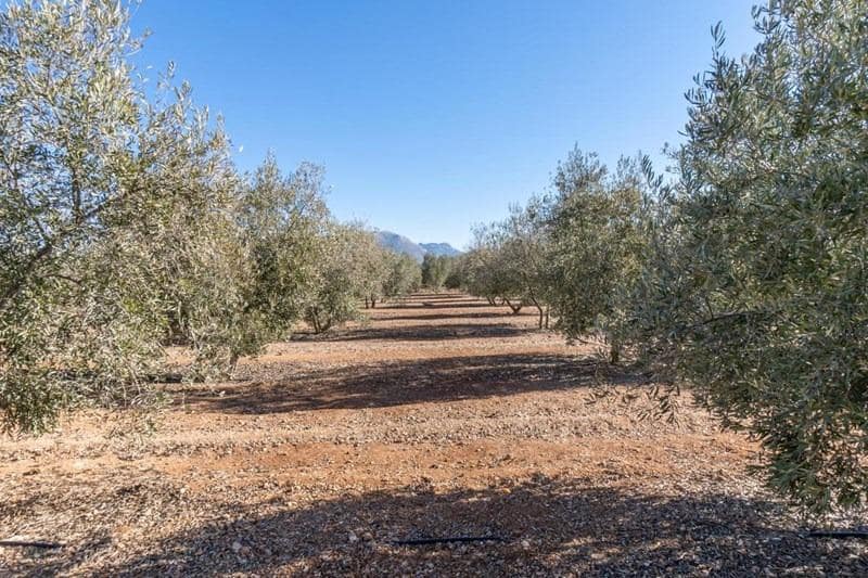 Finca/Casa di Campagna in vendita in Cogollos Vega - 55.000 € (Rif: 8917917)
