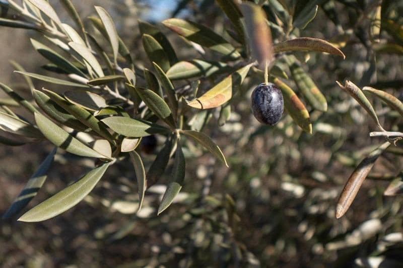 Finca/Casa di Campagna in vendita in Cogollos Vega - 55.000 € (Rif: 8917917)