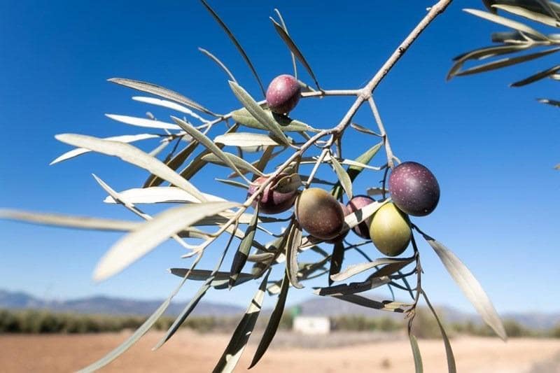 Finca/Casa di Campagna in vendita in Cogollos Vega - 55.000 € (Rif: 8917917)