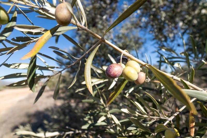 Finca/Casa di Campagna in vendita in Cogollos Vega - 55.000 € (Rif: 8917917)