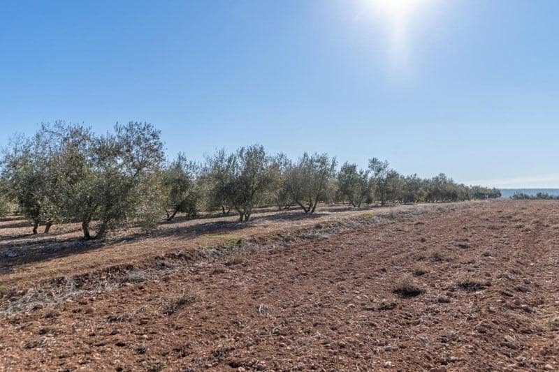 Finca/Casa di Campagna in vendita in Cogollos Vega - 55.000 € (Rif: 8917917)