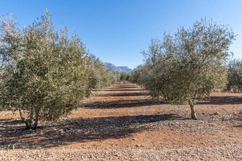 Finca/Casa di Campagna in vendita in Cogollos Vega - 55.000 € (Rif: 8917917)