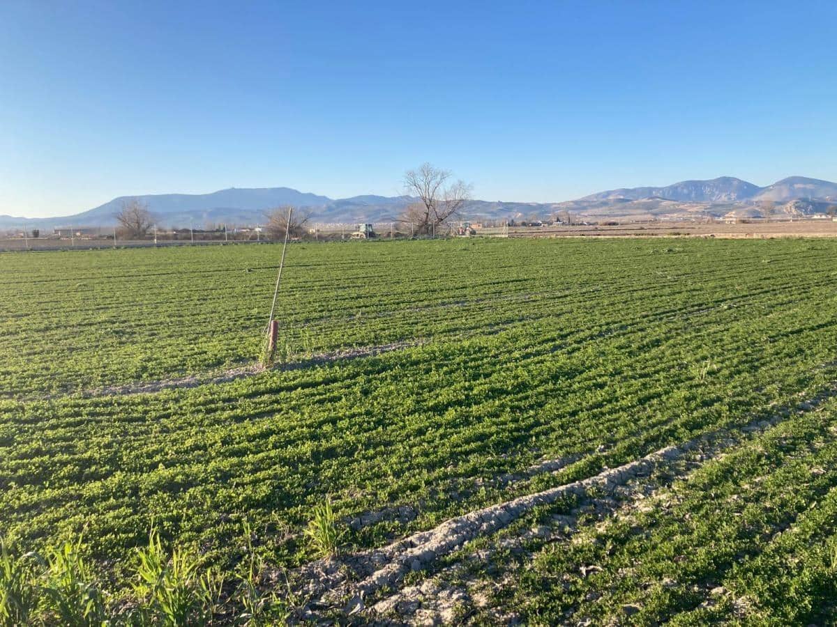 Finca/Herregård til salgs i Pinos Puente - € 79 500 (Ref: 8917920)