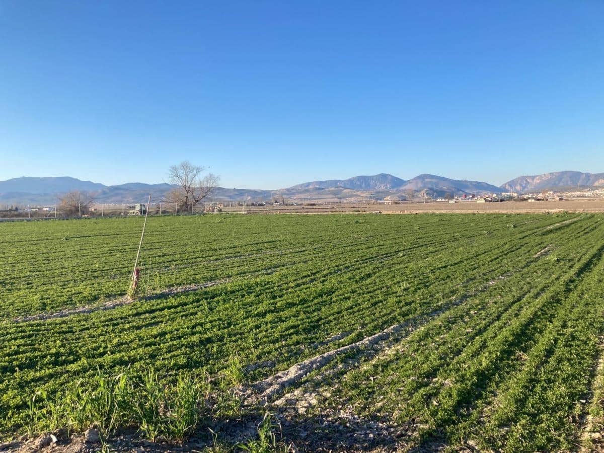 Finca/Herregård til salgs i Pinos Puente - € 79 500 (Ref: 8917920)